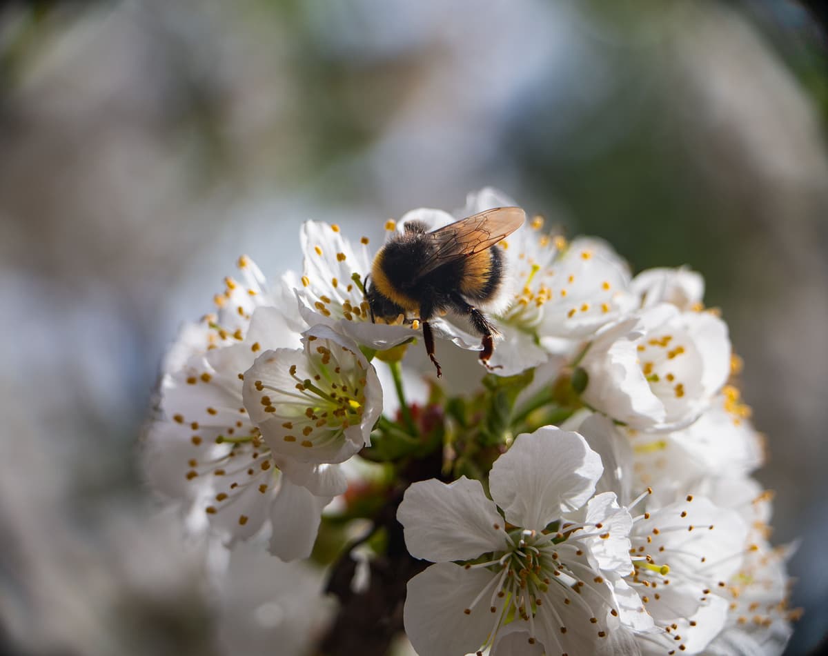 Proxi d'une abeille