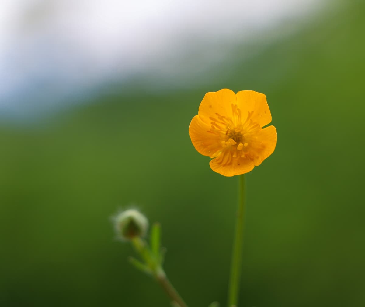Bouton d'or